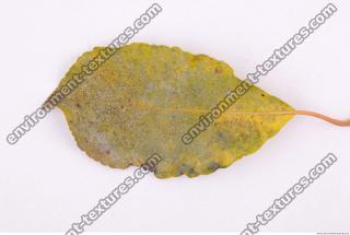 Photo Texture of Leaf 0092